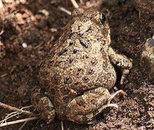 Sandfrosch, Tomopterna cryptotis, Sand frog